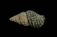 藏品(白葚蟹守螺)的圖片